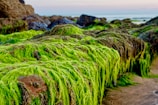 Lush green seaweed covers rocks on a coastal area, with the background showing a calm sea and soft sky colors. The seaweed has a vibrant, almost fluorescent green, appearing thick and abundant.