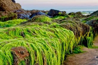 Lush green seaweed covers rocks on a coastal area, with the background showing a calm sea and soft sky colors. The seaweed has a vibrant, almost fluorescent green, appearing thick and abundant.