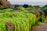 Lush green seaweed covers rocks on a coastal area, with the background showing a calm sea and soft sky colors. The seaweed has a vibrant, almost fluorescent green, appearing thick and abundant.