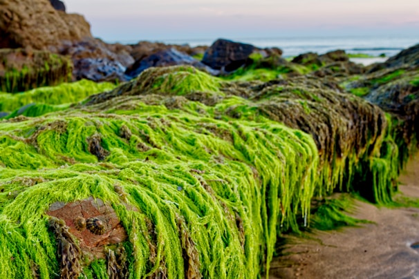Lush green seaweed covers rocks on a coastal area, with the background showing a calm sea and soft sky colors. The seaweed has a vibrant, almost fluorescent green, appearing thick and abundant.