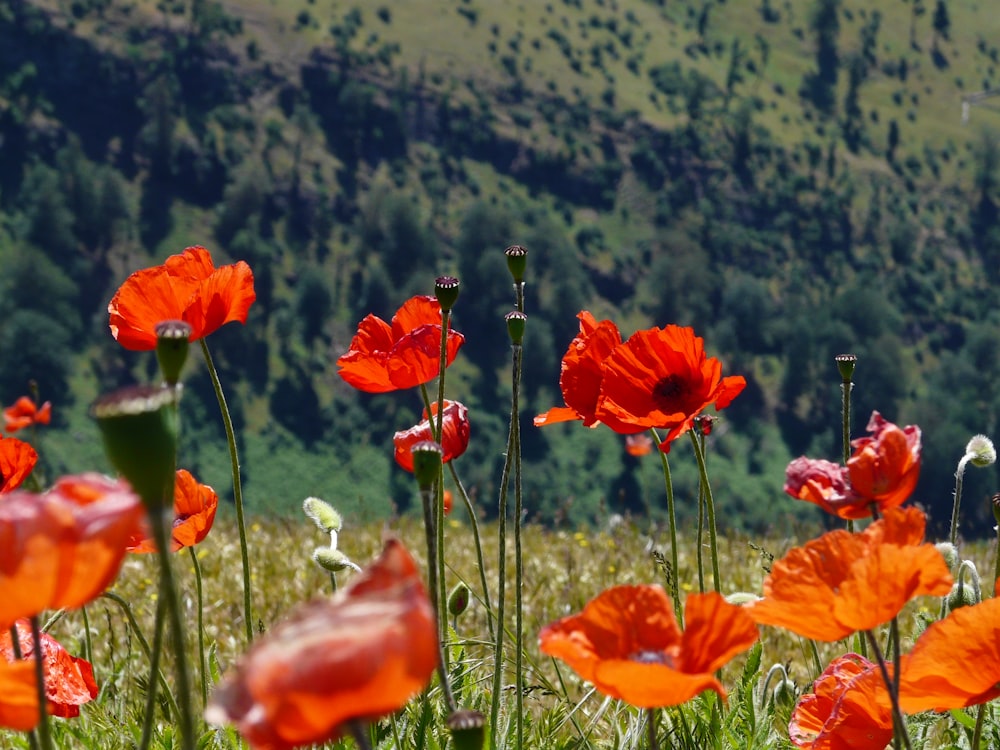 Orangefarbene Mohnblüten, die tagsüber blühen