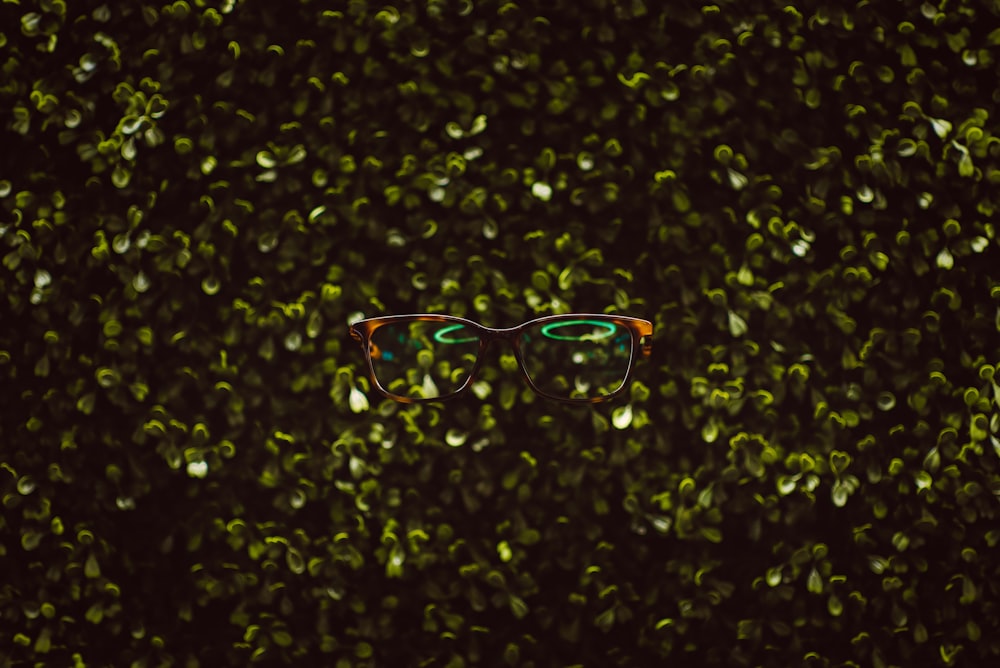 eyeglasses on plants