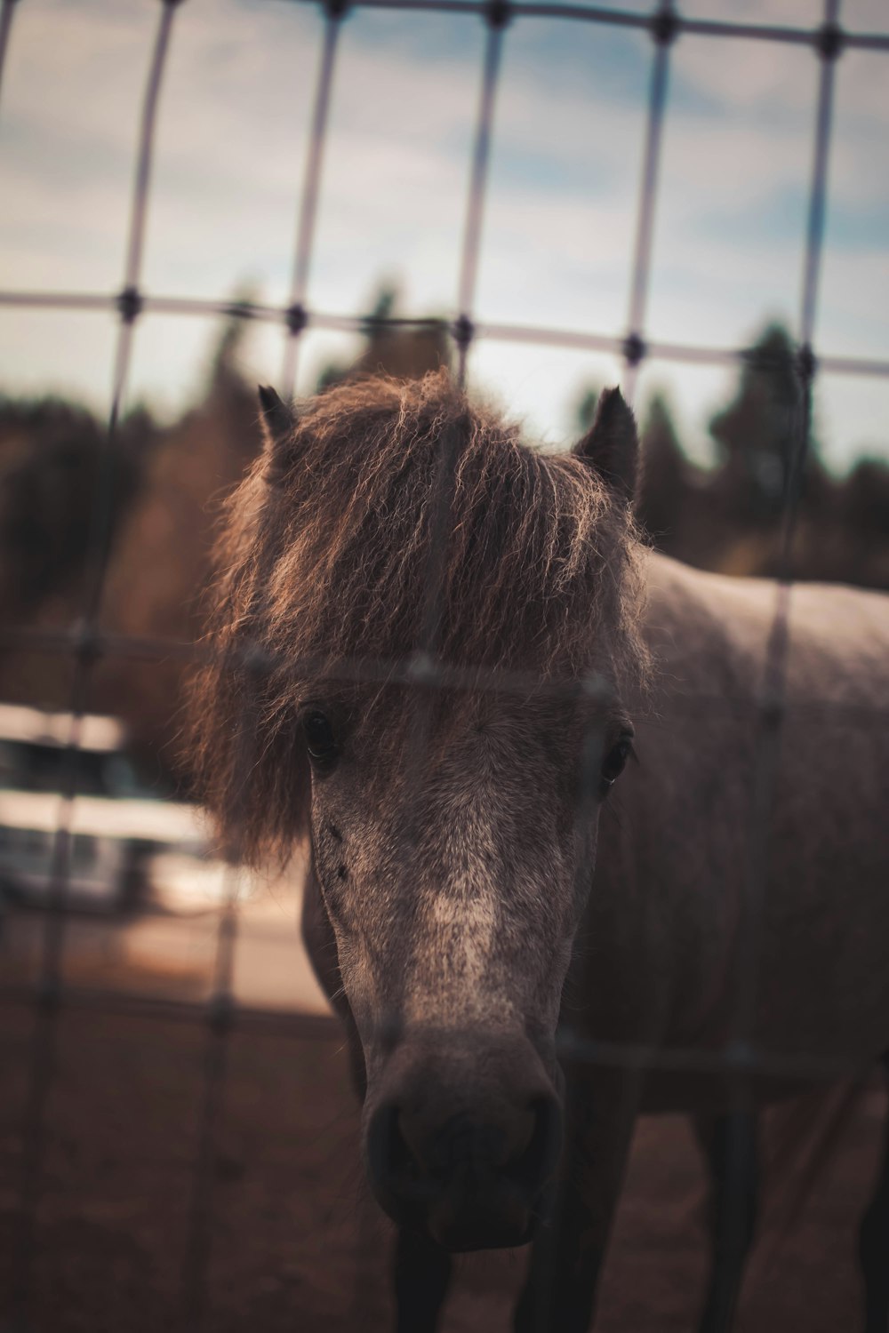 gray horse