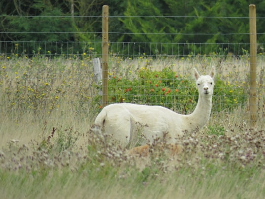 photo of Hartlip Wildlife near Canterbury Cathedral