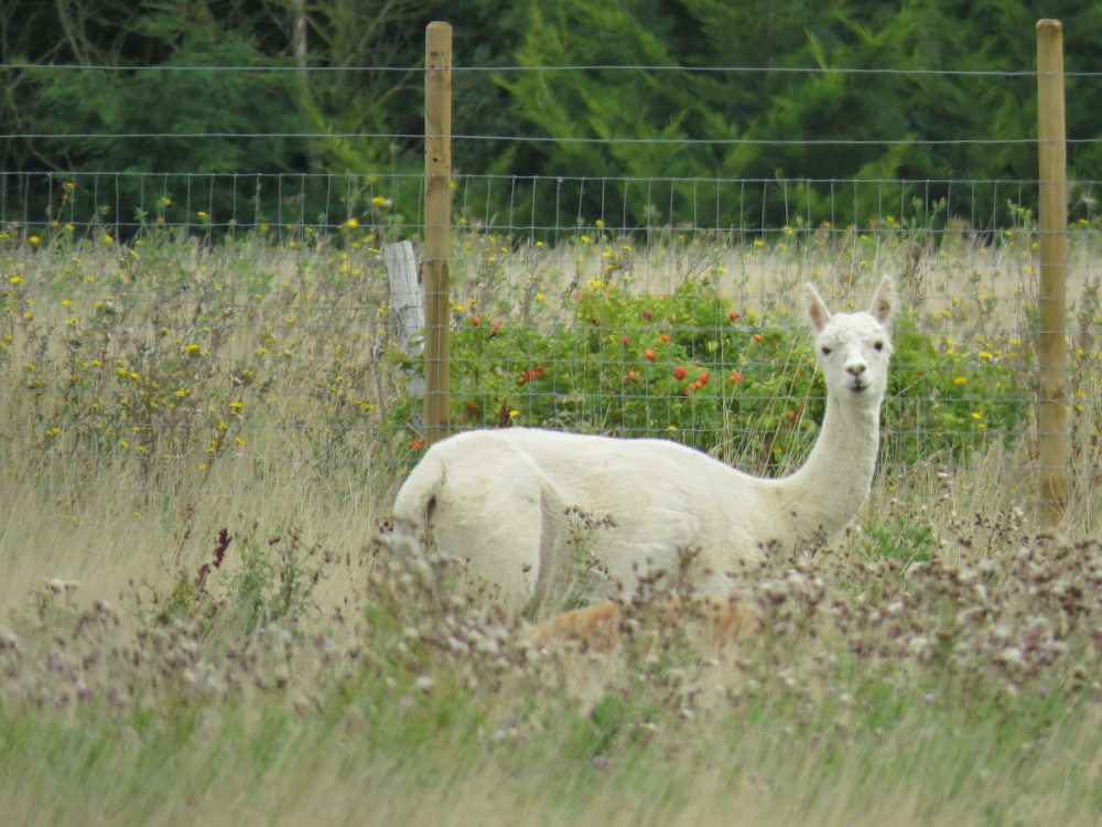 white llama on grass field