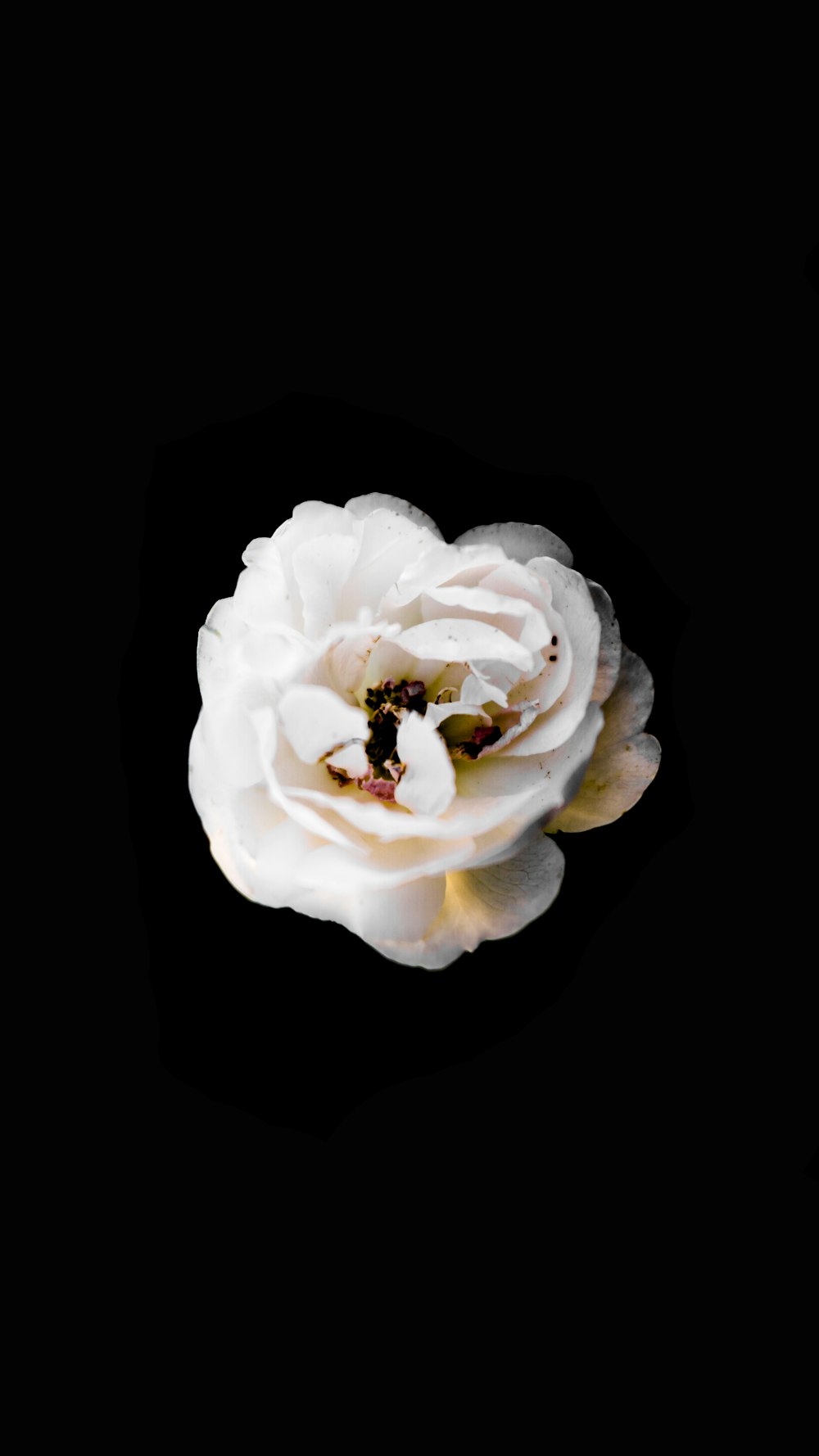 macro shot of white flower