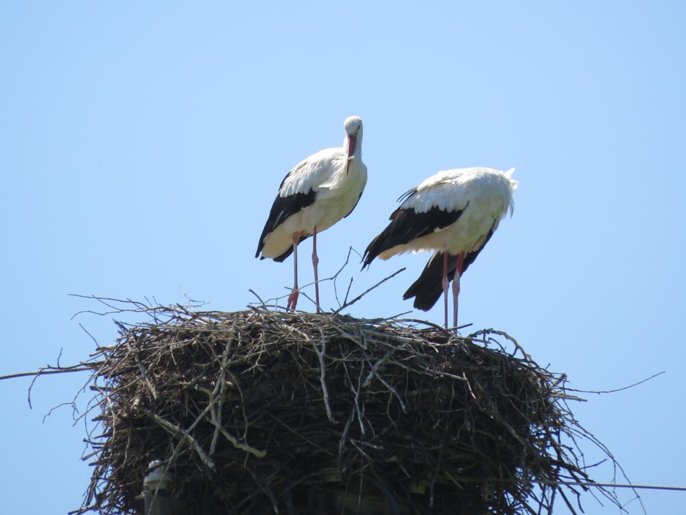 two black-and-white birds on nest