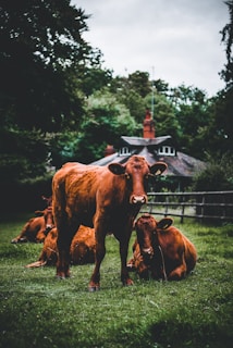 four brown cows on grass field