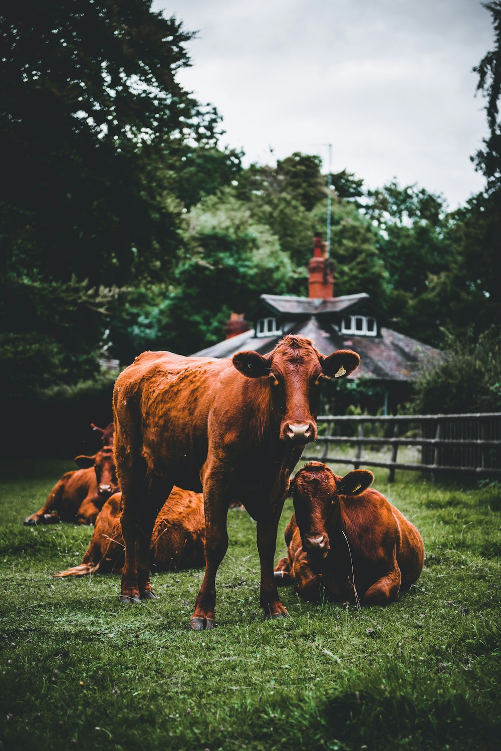 four brown cows on grass field