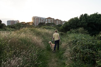 A person walking a dog along a narrow path surrounded by tall grass and bushes. In the background, several multi-story apartment buildings are visible, partially obscured by trees. The sun is setting, casting a warm light over the scene.