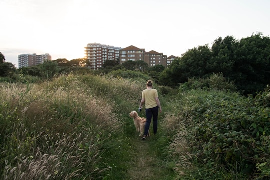 A person walking a dog along a narrow path surrounded by tall grass and bushes. In the background, several multi-story apartment buildings are visible, partially obscured by trees. The sun is setting, casting a warm light over the scene.
