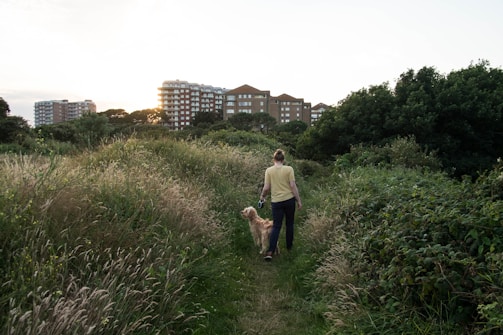 A person walking a dog along a narrow path surrounded by tall grass and bushes. In the background, several multi-story apartment buildings are visible, partially obscured by trees. The sun is setting, casting a warm light over the scene.