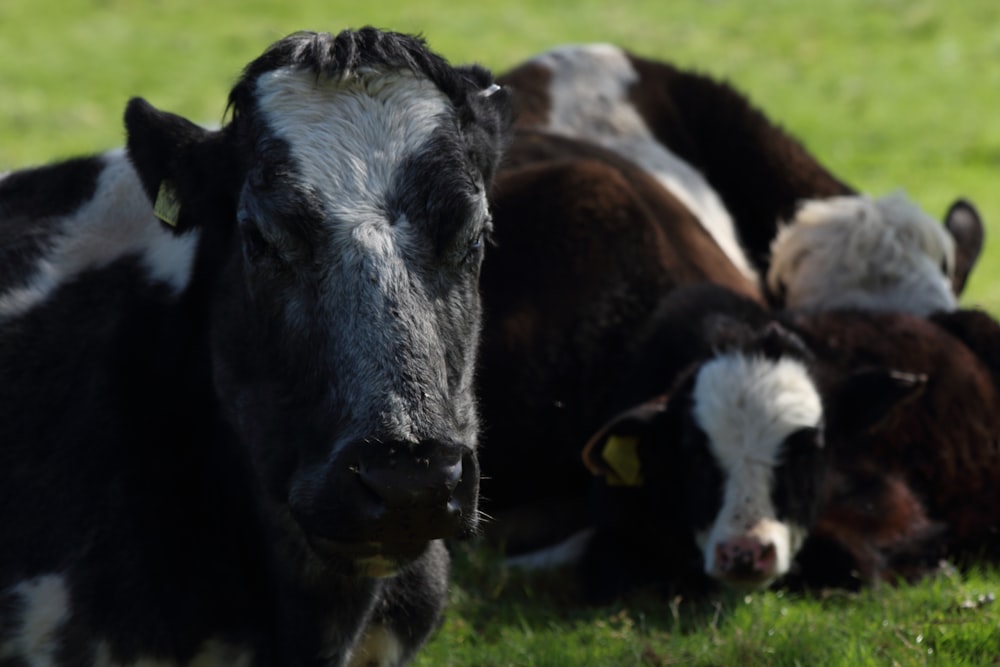 shallow focus photography of cow