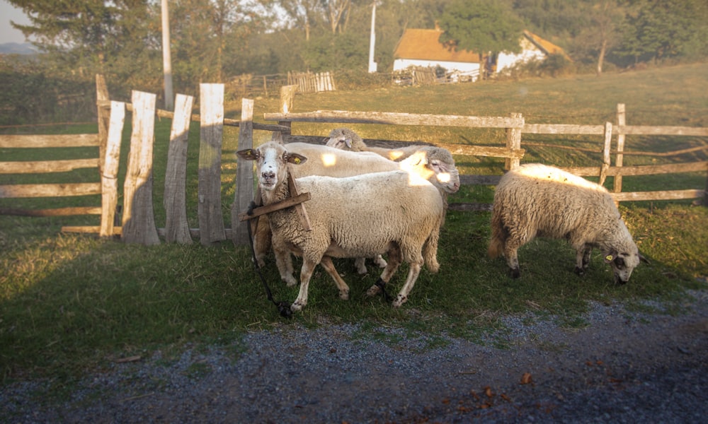 Tres ovejas blancas