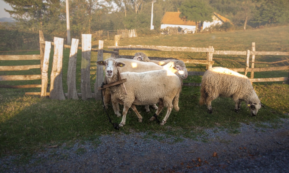 three white sheep