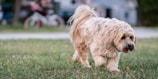 An Old English Sheepdog enjoying a walk in the park.