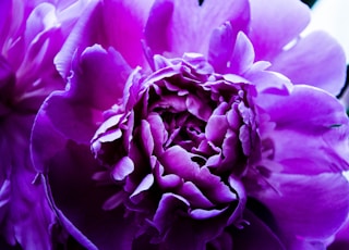 close shot of purple flower