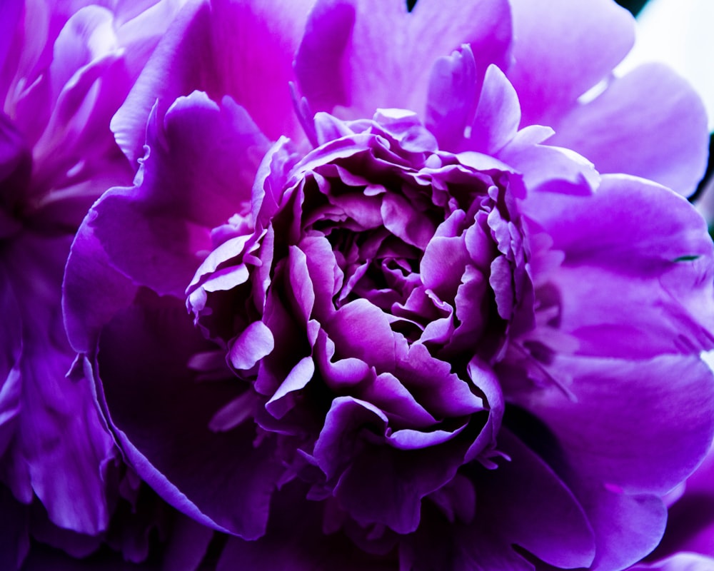 Primer plano de flor púrpura