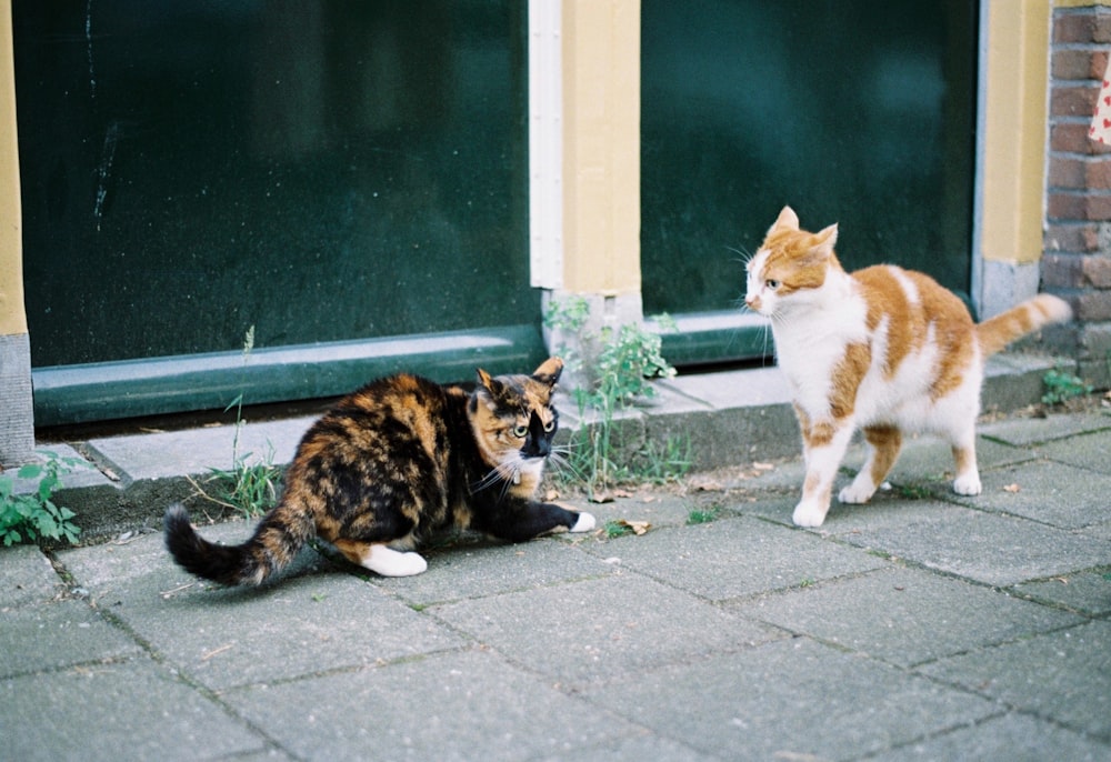 calico cat and calico cat on gray concrete floor