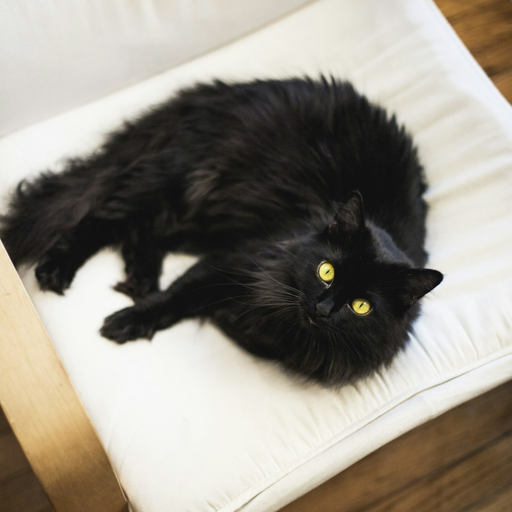 black cat lying on white textile