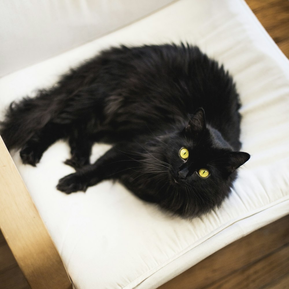 흰 직물에 누워 있는 검은 고양이