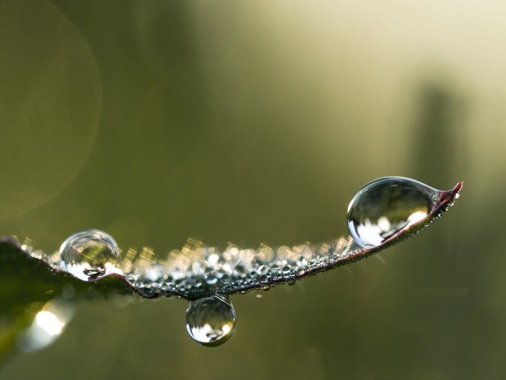 um close up de gotículas de água em uma folha
