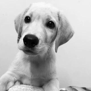 A close-up of a curious puppy tilting its head with soft blue eyes and floppy ears