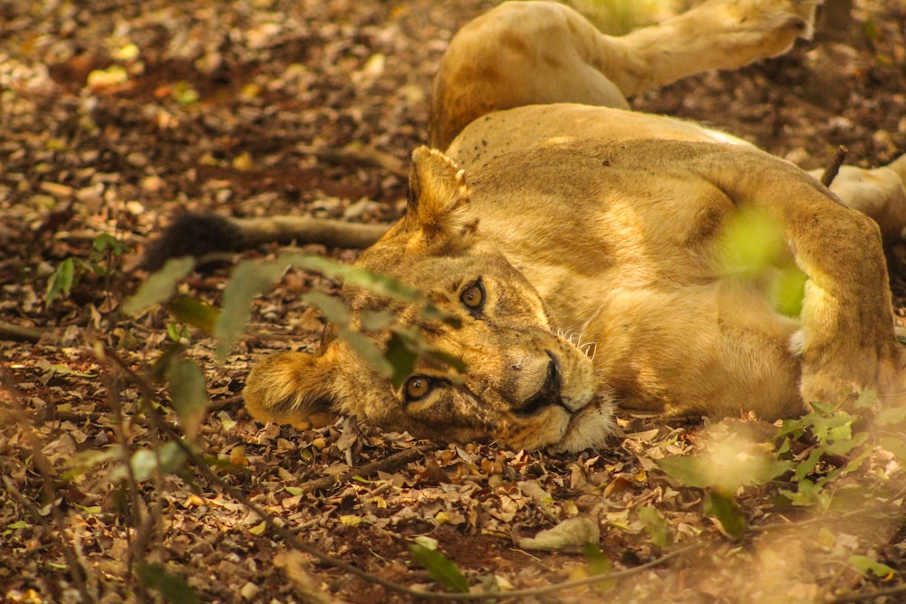 lioness lying on ground