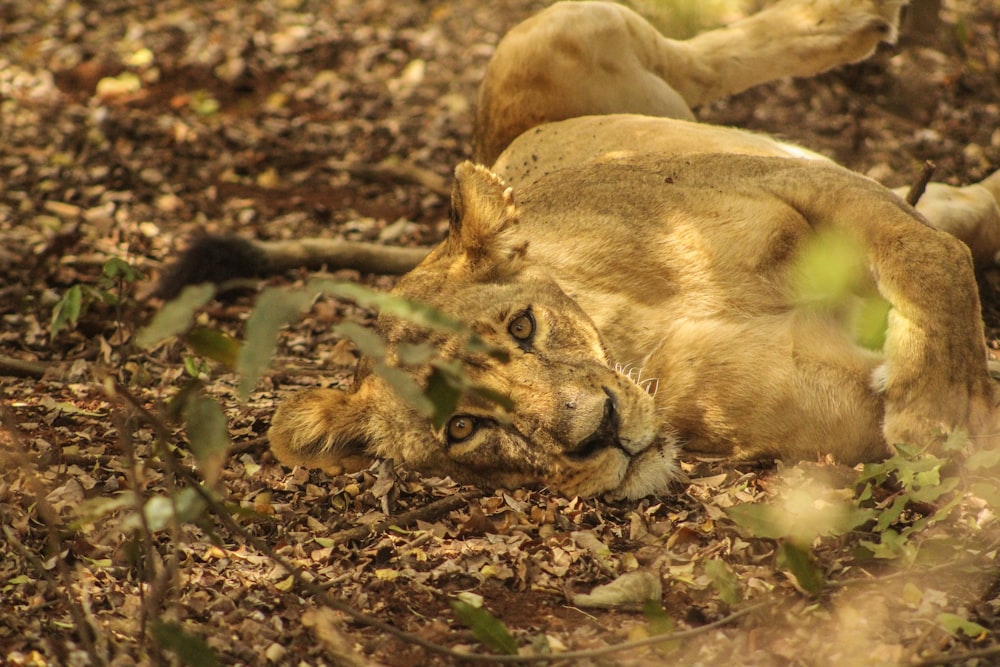 lioness lying on ground