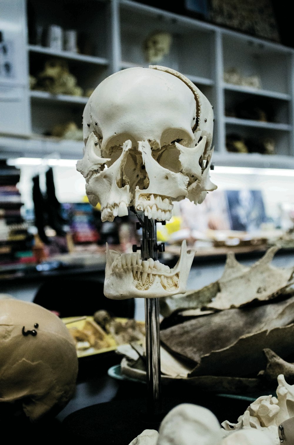 crâne humain blanc