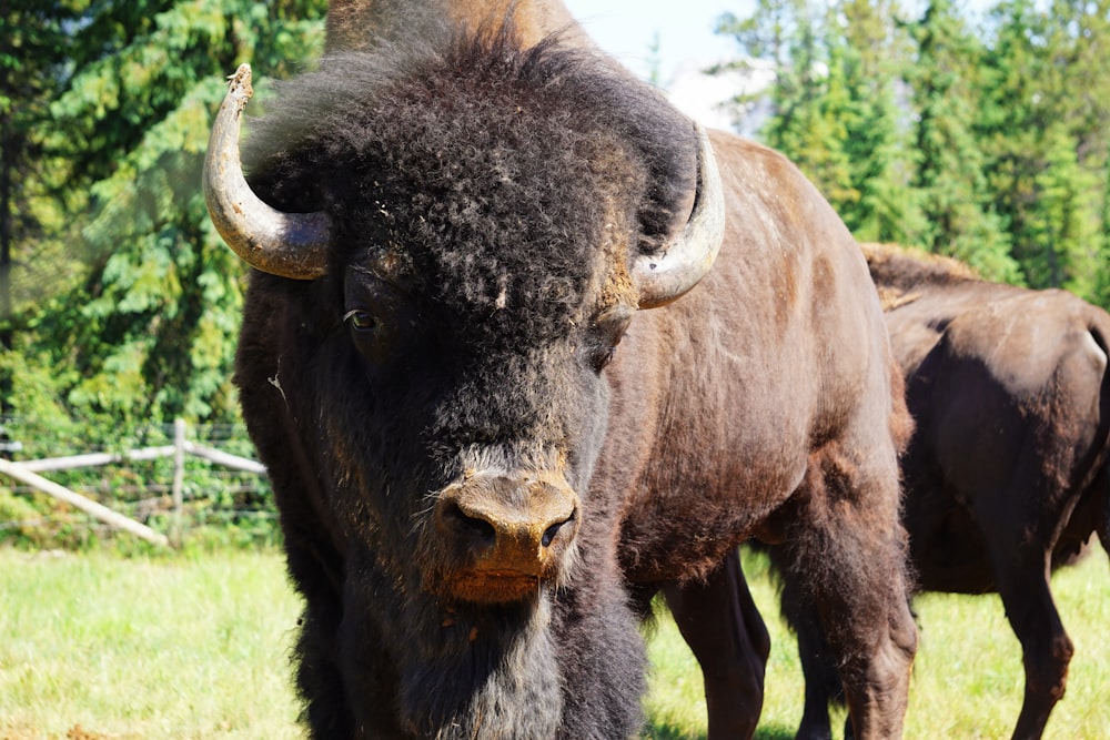 brown bull on green grass field during daytime