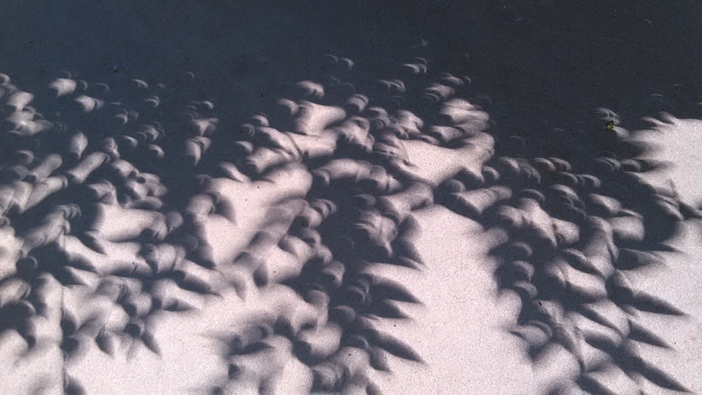 the shadow of a plant on the ground