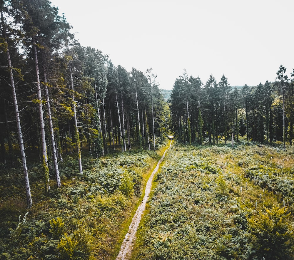estrada entre árvores verdes