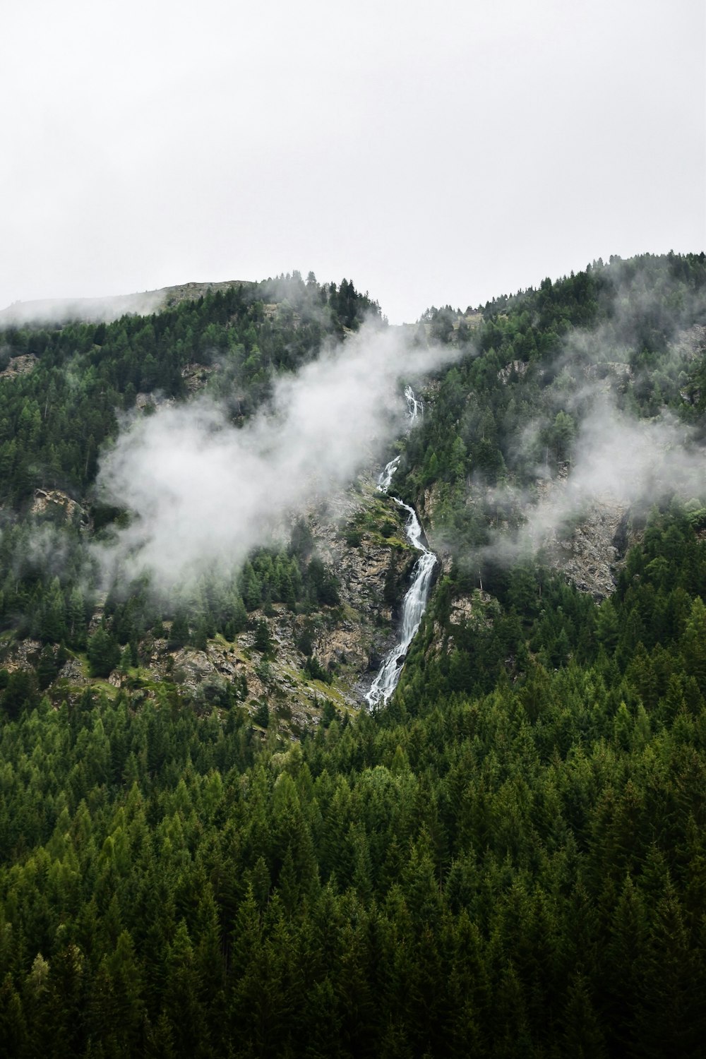 birds eye view of forest