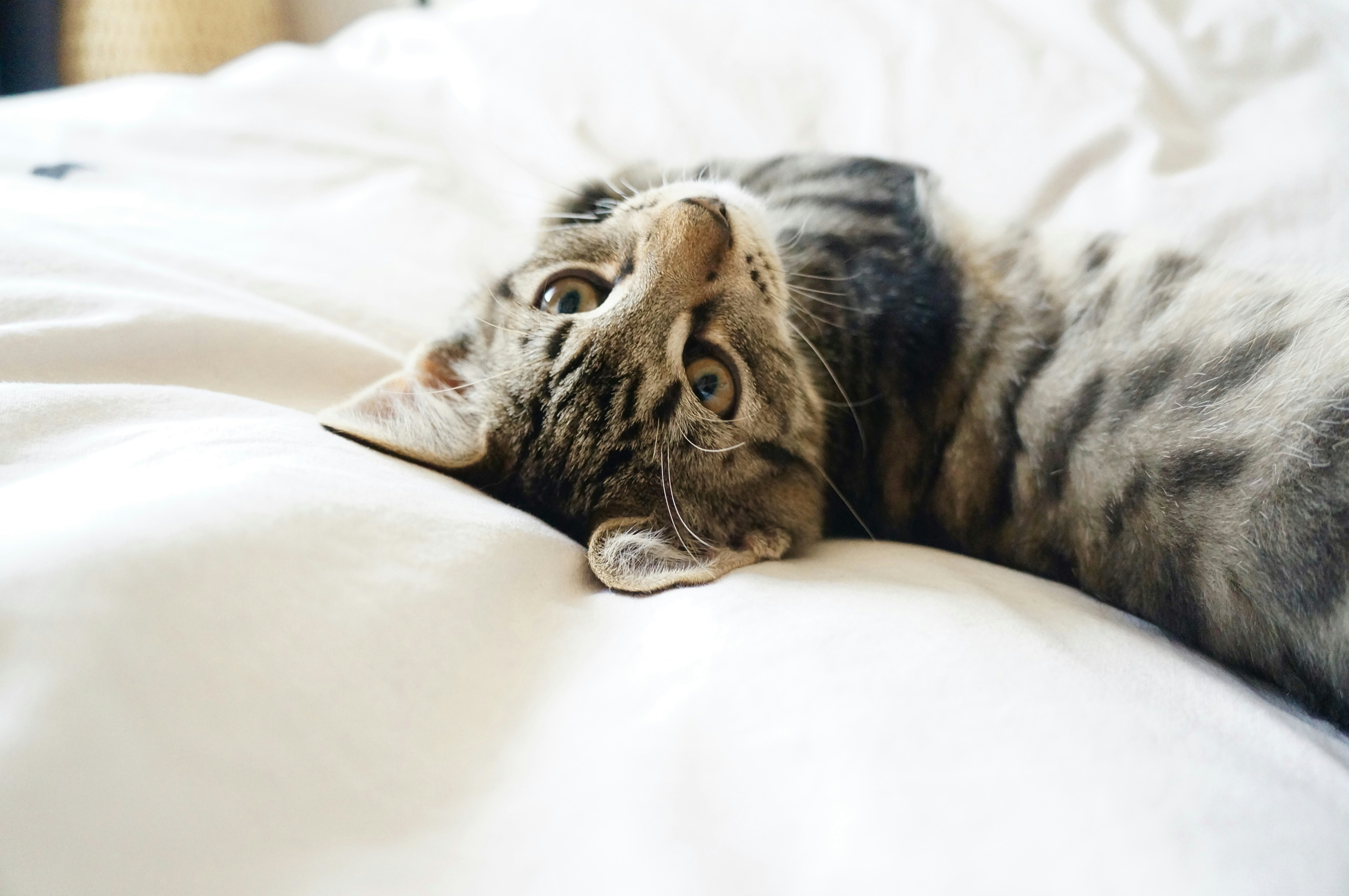 https://images.unsplash.com/photo-1503510293852-9ad4f89ef909?ixlib=rb-0.3