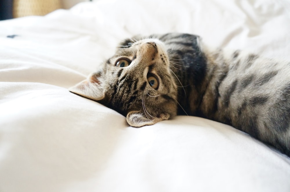 brown tabby cat on bed