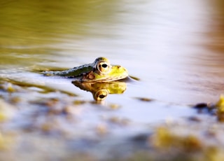 frog on body of water