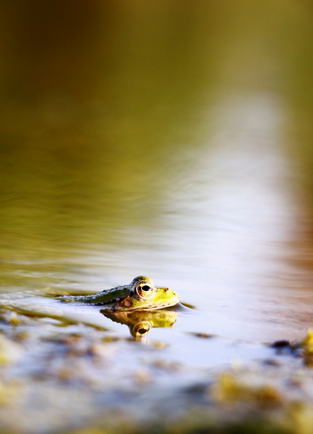frog on body of water