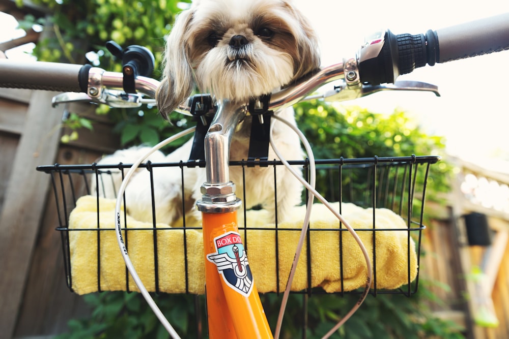 brown and white dog on bicycle basket