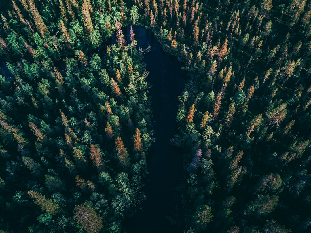 travelers stories about Forest in Gällivare, Sweden