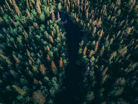 birds eye view of river between trees in Gällivare Sweden