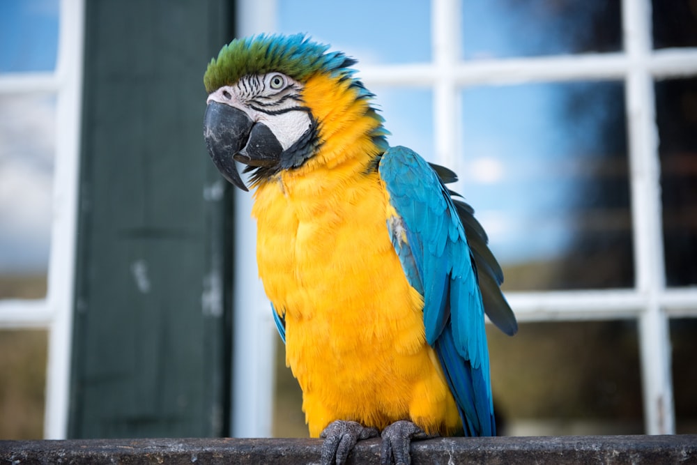 yellow and blue parrot perched on black fence