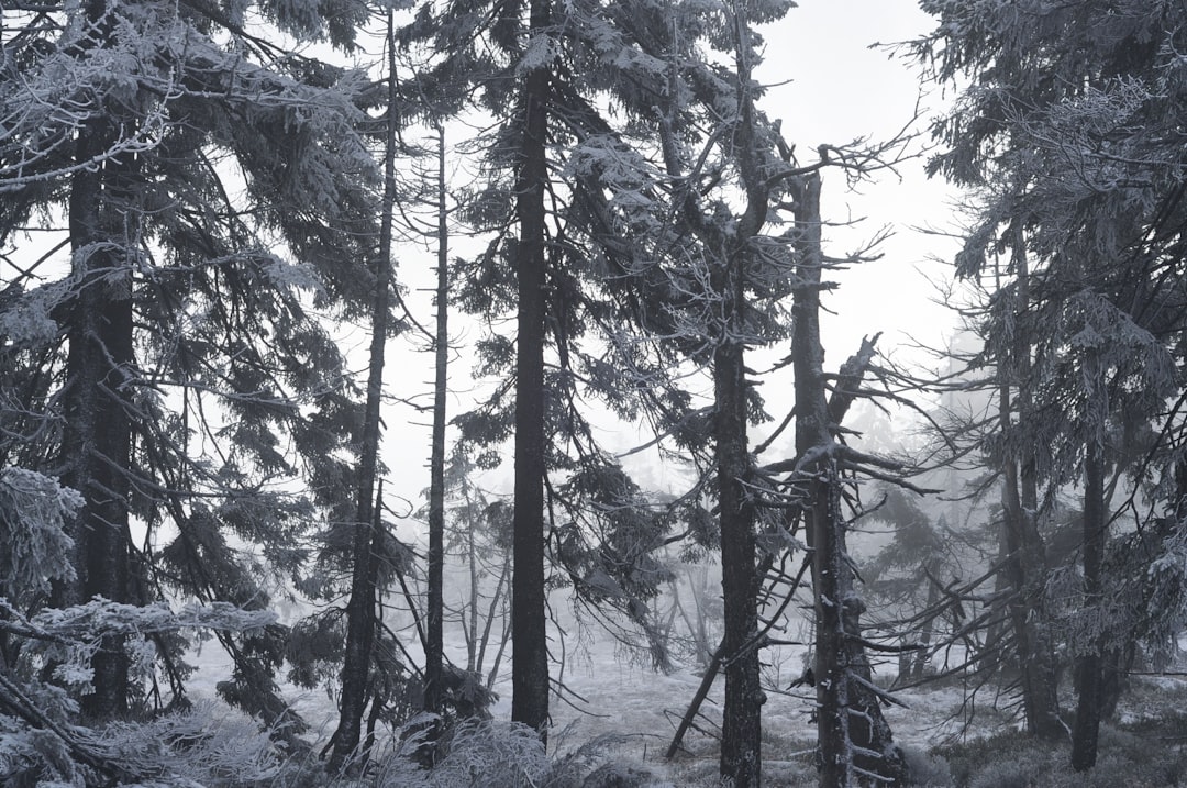 pine trees with snow during daytime