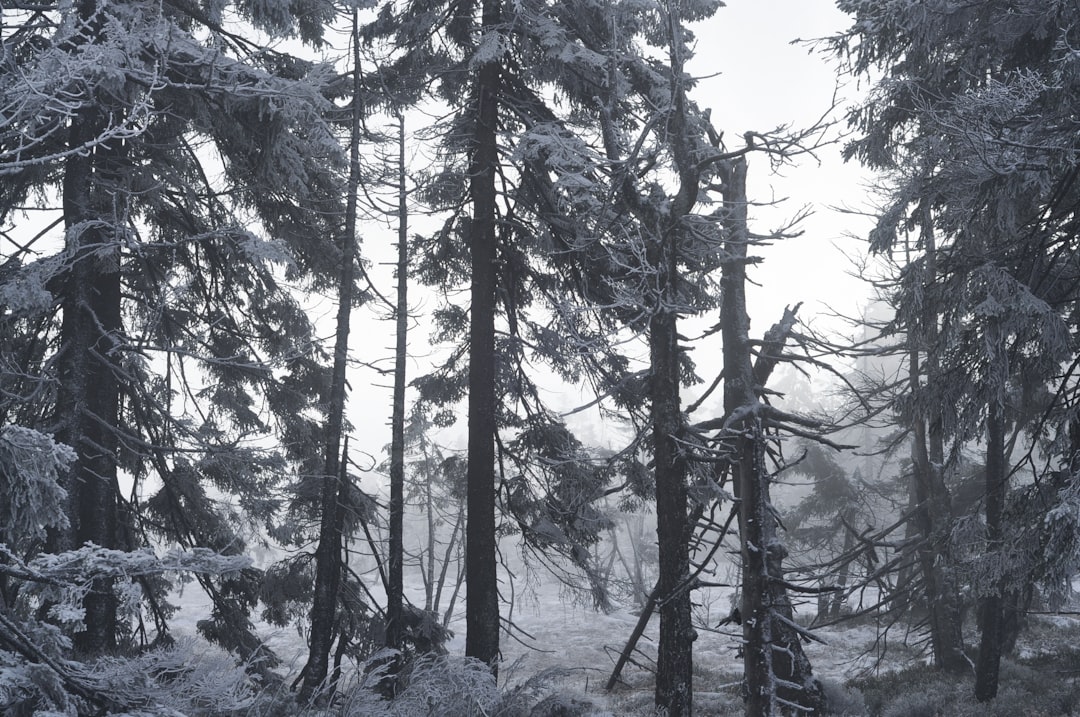 travelers stories about Tropical and subtropical coniferous forests in Harz, Germany