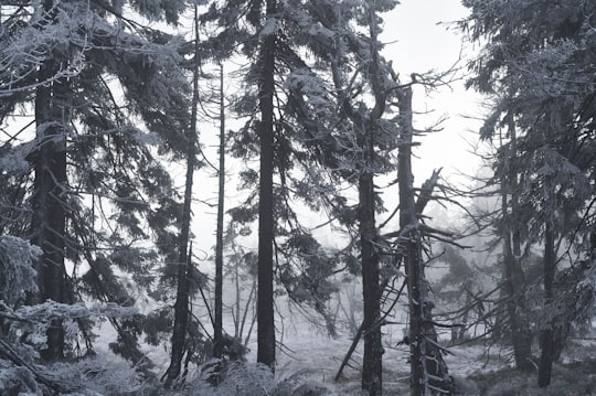 pine trees with snow during daytime in Harz Germany
