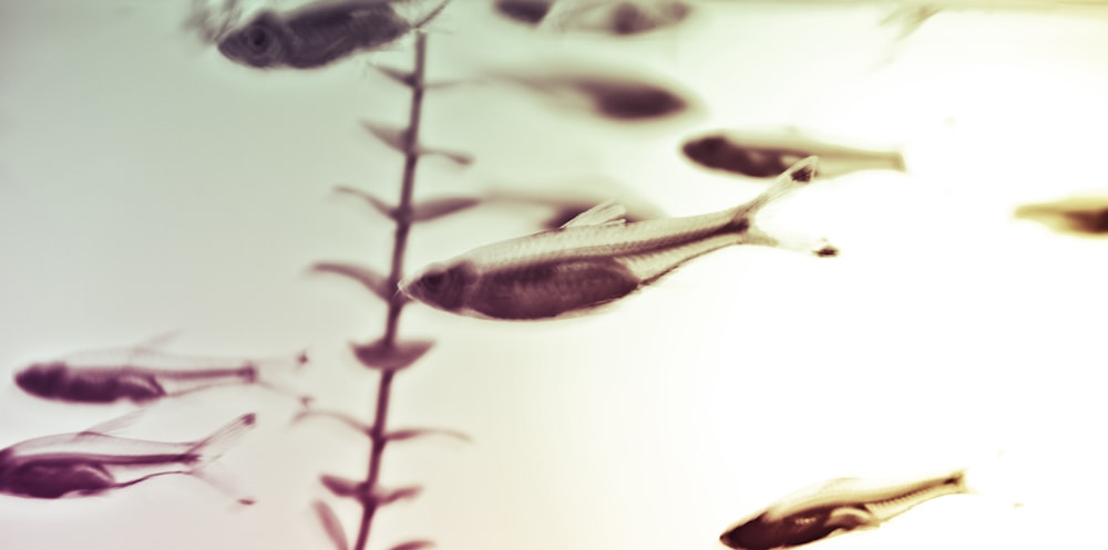 macro photography of fish fingerlings