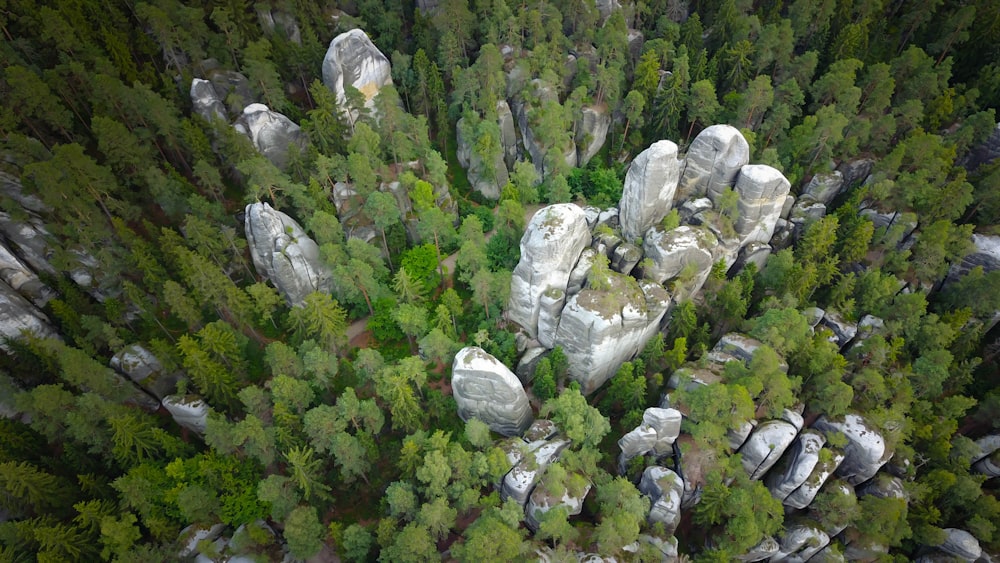 aerial view of trees during daytime