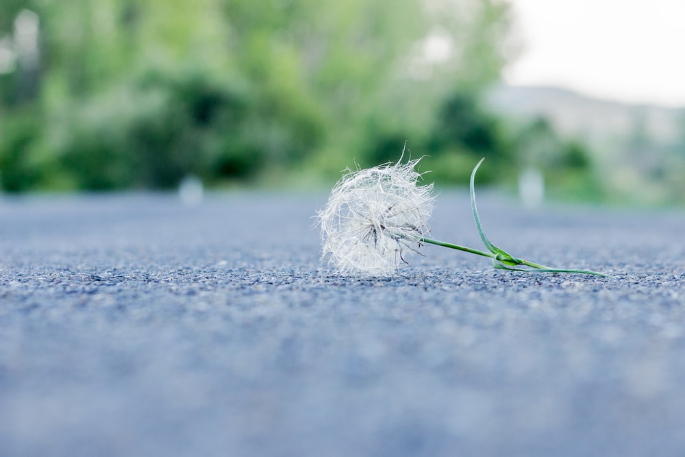 selective focus photo of white flower on gray pavement