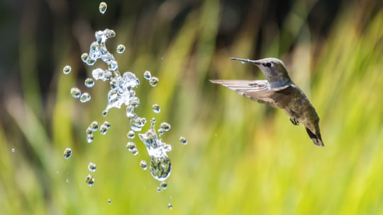 brown hummingbird flying in Descanso Gardens United States