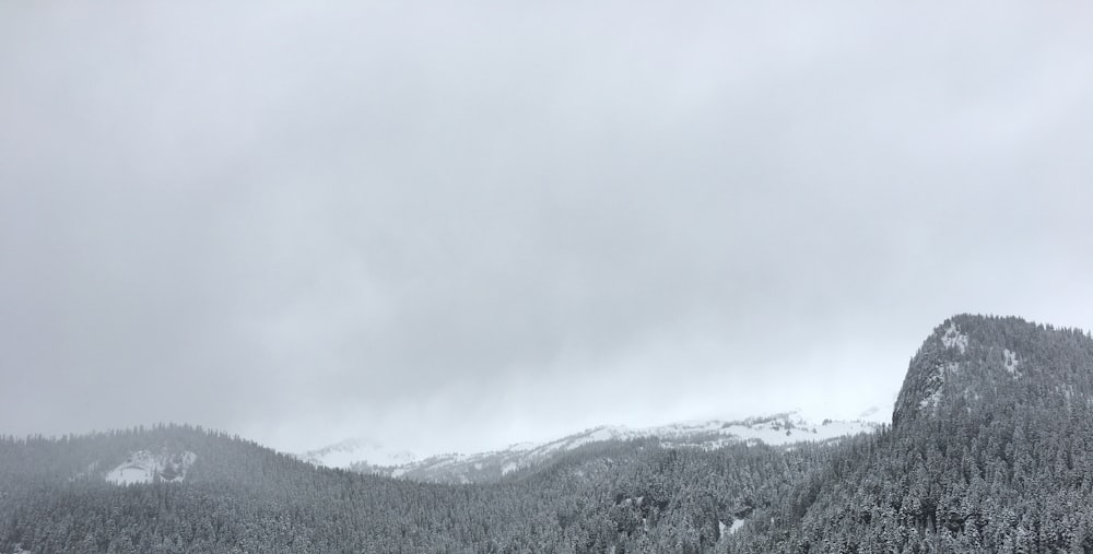 foto in scala di grigi di alberi di fronte alle Alpi di montagna